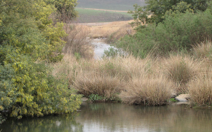 Wattles along the uMngeni
